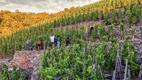 Domaine Christophe PICHON