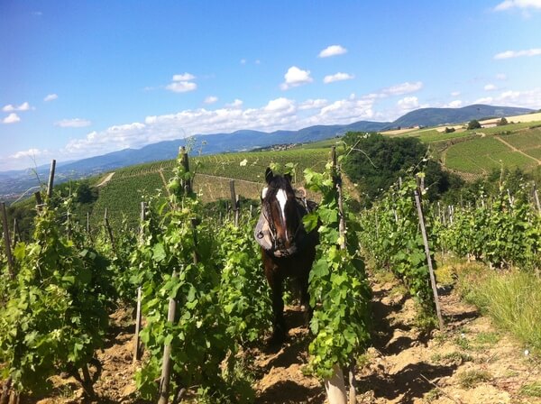 Domaine Christophe PICHON