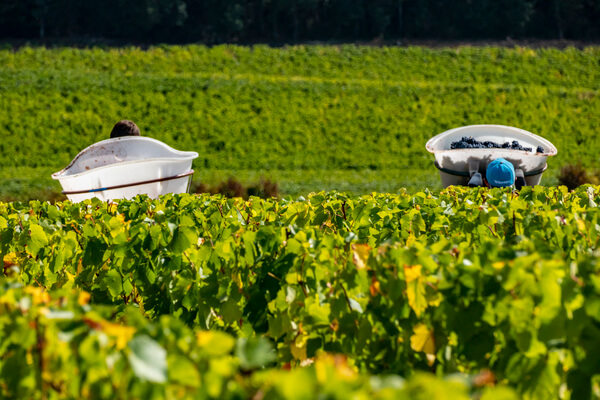 Domaine Jean-Paul Picard et Fils