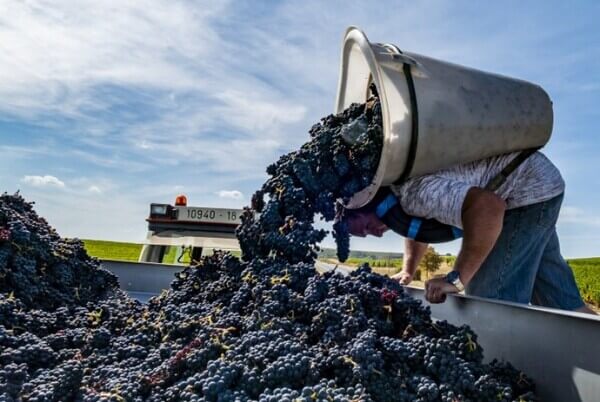 Domaine Jean-Paul Picard et Fils