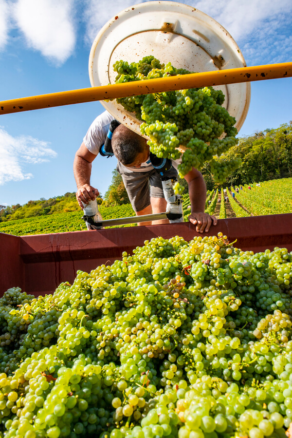 Domaine Jean-Paul Picard et Fils