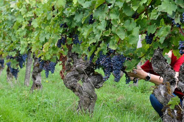 Domaine M. PLOUZEAU