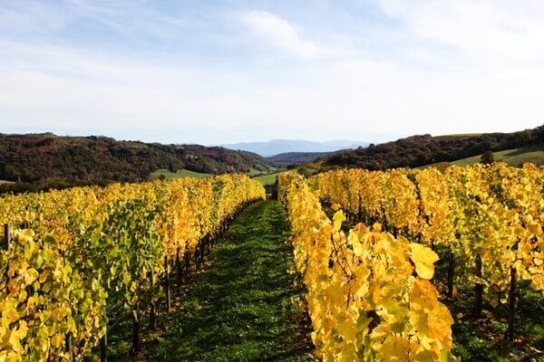 Domaine NIGRI