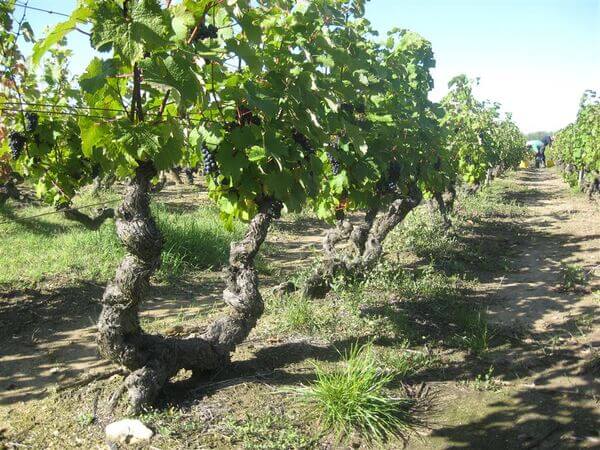 Domaine Pré Baron