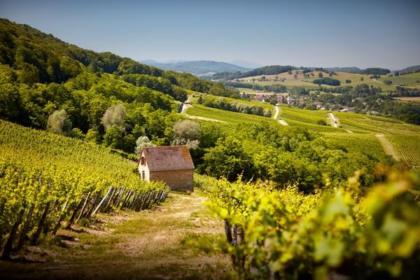 Domaine Rolet