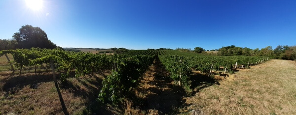 Domaine SAINT-LANNES