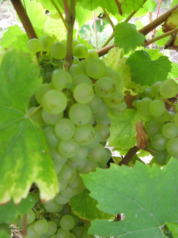 Domaine SAUGER