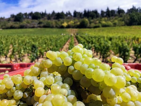 Domaine THEULOT-JUILLOT
