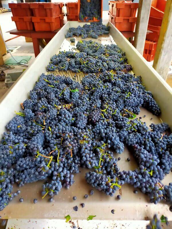 Domaine THEULOT-JUILLOT