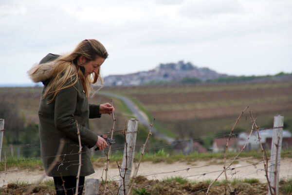 Domaine THIERRY MERLIN CHERRIER