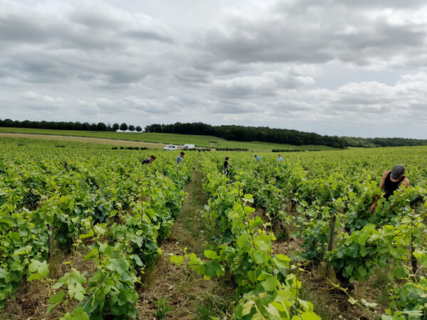 Domaine THIERRY MERLIN CHERRIER