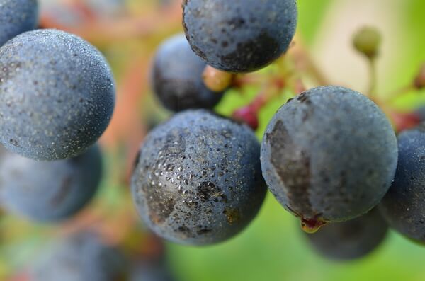Domaine Xavier FRISSANT
