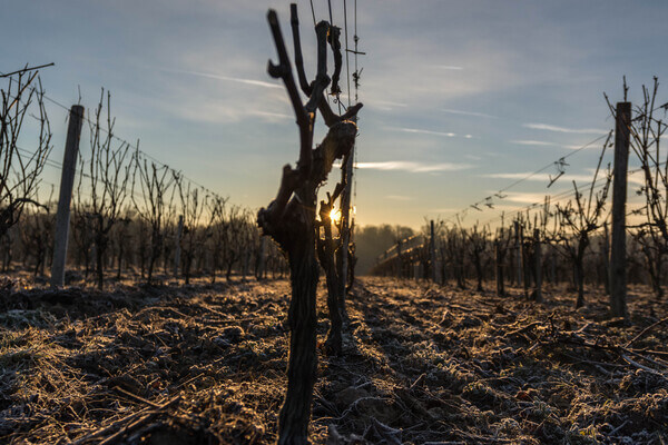 Domaine Xavier FRISSANT
