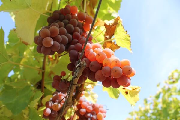 Domaine Xavier FRISSANT
