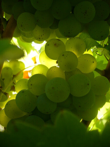 Domaine Xavier FRISSANT
