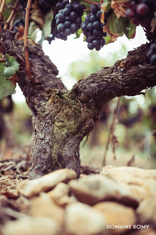 TERROIRS ET TALENTS