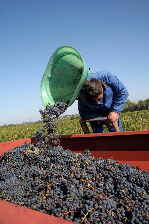 Vignobles LAVAU