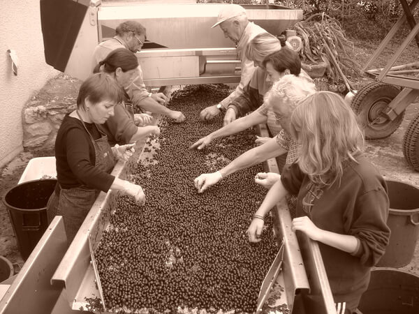 Vignobles Rousselot