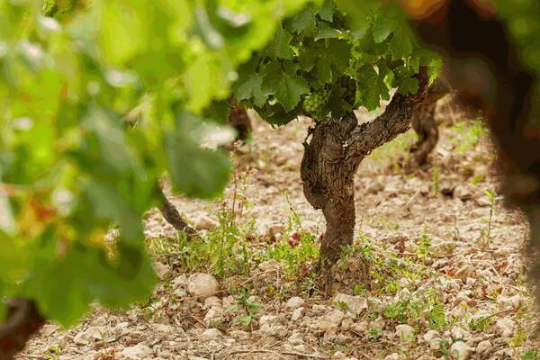 Vins GIGOU