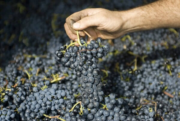 Domaine COSTES ROUGES