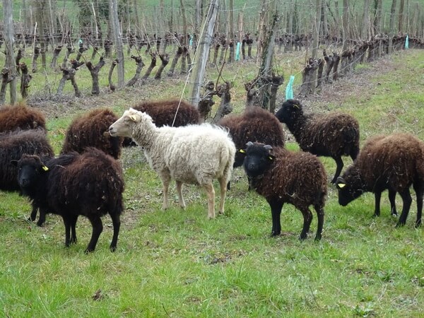 Domaine Fouet