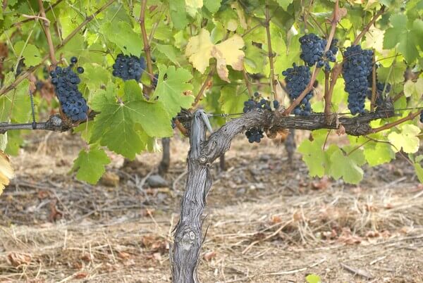 Domaine COSTES ROUGES