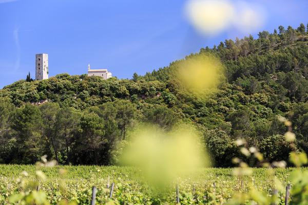 Chateau Saint Martin